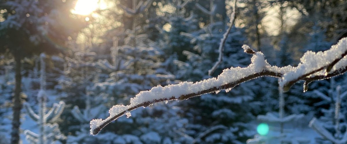 Modlys skov i sne Modlys skov i sne